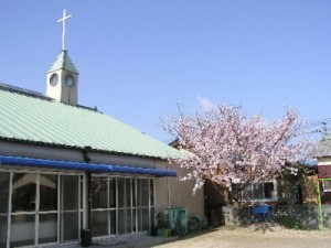 教会の十字架と桜